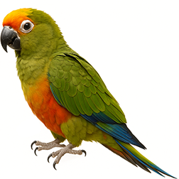 Golden-capped Conure
